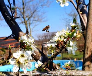 Bijtjes in de tuin