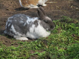 Snuffeltje